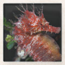 Recherche de hippocampe dessous de verres Nautique