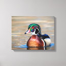 Zoek naar watervogels kunst Dieren