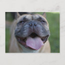 Zoek naar tong briefkaarten Honden