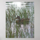 Recherche de canards sauvages posters Faune