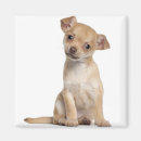 Zoek naar chihuahua puppy magneten Klein