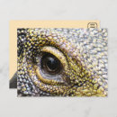 Zoek naar hagedissen briefkaarten Natuur fotografie