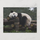 Recherche de pandas géants cartes postales Vacances