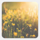 Recherche de renoncule autocollants Fleur