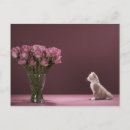 Recherche de chaton rose cartes postales Animal