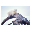 Recherche de faune posters Environnement