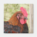 Recherche de poussins magnets Grange