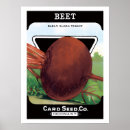 Zoek naar bieten posters Groenten