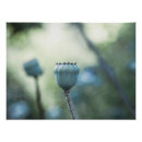 Zoek naar oosterse posters Blauw