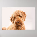 Zoek naar goldendoodle kunst Puppy
