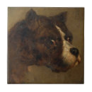 Recherche de races de chien carreaux Chiot
