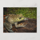 Recherche de rana Amphibien