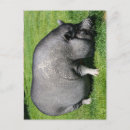Recherche de porcs cartes postales Animal