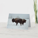 Zoek naar buffels kaarten De winter