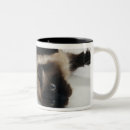 Recherche de chat siamois tasses Photographie