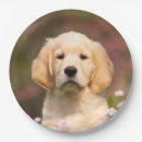 Zoek naar golden retriever Gezelschapsdier