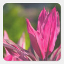 Recherche de nassau autocollants Botanique