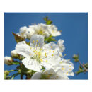 Recherche de fleurs de cerisier blanches posters Photographie de la nature