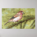 Recherche de pinsons Oiseau chanteur