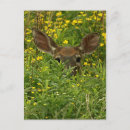 Recherche de deer cartes postales Cerf de virginie