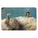Recherche de iguane magnets Iguana