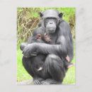 Recherche de chimpanzé cartes postales Primates