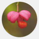 Recherche de macro autocollants Orange