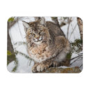 Recherche de de lynx magnets Elizabeth boehm