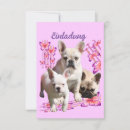Recherche de bouledogue francais invitations Frenchie