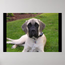 Recherche de mastiff anglais posters Chien