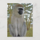 Zoek naar vervet monkeys briefkaarten Primaat