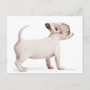 Zoek naar chihuahua puppy briefkaarten Dier