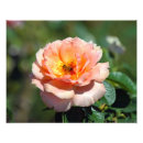 Recherche de abricot posters Rose