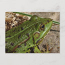 Recherche de grenouille verte cartes postales Nature