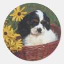 Recherche de cocker spaniel autocollants Chiot