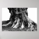 Recherche de racines posters Blanc