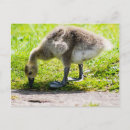 Recherche de oiseau bébé cartes postales Mignon
