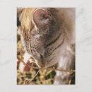 Zoek naar wintertijd briefkaarten Blauw