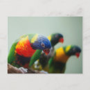 Recherche de parrot cartes postales Arc en ciel
