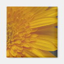 Recherche de gerber magnets Marguerite