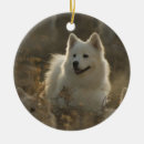 Recherche de samoyed Animaux familiers