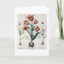 Recherche de tulipa Fleurs
