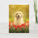 Zoek naar gouden puppy kaarten Bloemen