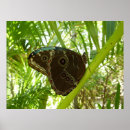 Zoek naar morpho vlinder posters Tropisch