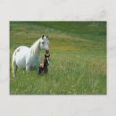 Recherche de jument cartes postales Cheval