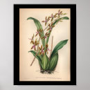 Zoek naar rode orchidee posters Orchideeën