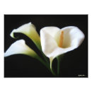 Recherche de fleur de zantedeschia Floral