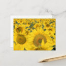 Recherche de tournesol jaune cartes postales Floral