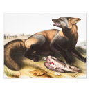 Recherche de canis posters Faune
