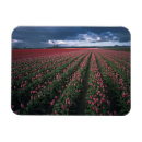 Recherche de rose de tulipe magnets Coloré